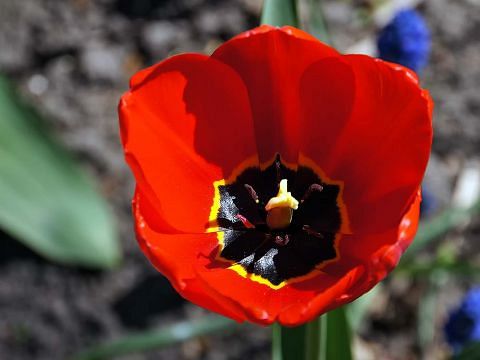 Начало мая - в Минске повсюду цветут тюльпаны