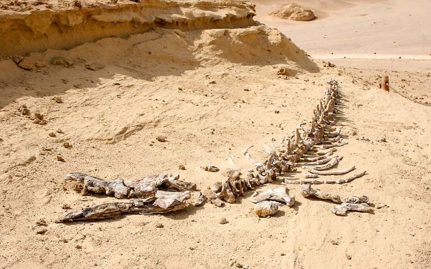 Скелет древнего кита в Вади-аль-Хитан